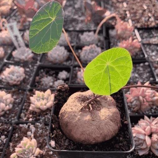 Stephania Erecta Plant