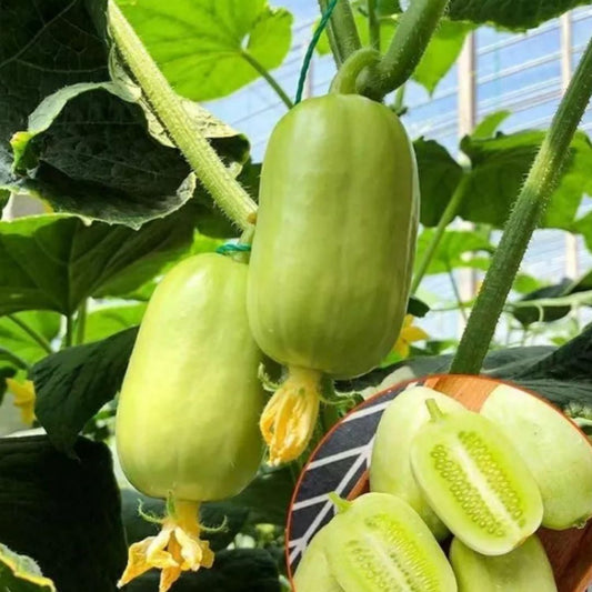 Golden Boy Lady Cucumber seed