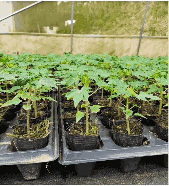 Papaya Seeds