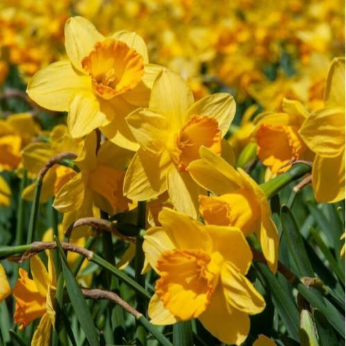 Daffodils Flower Bulbs