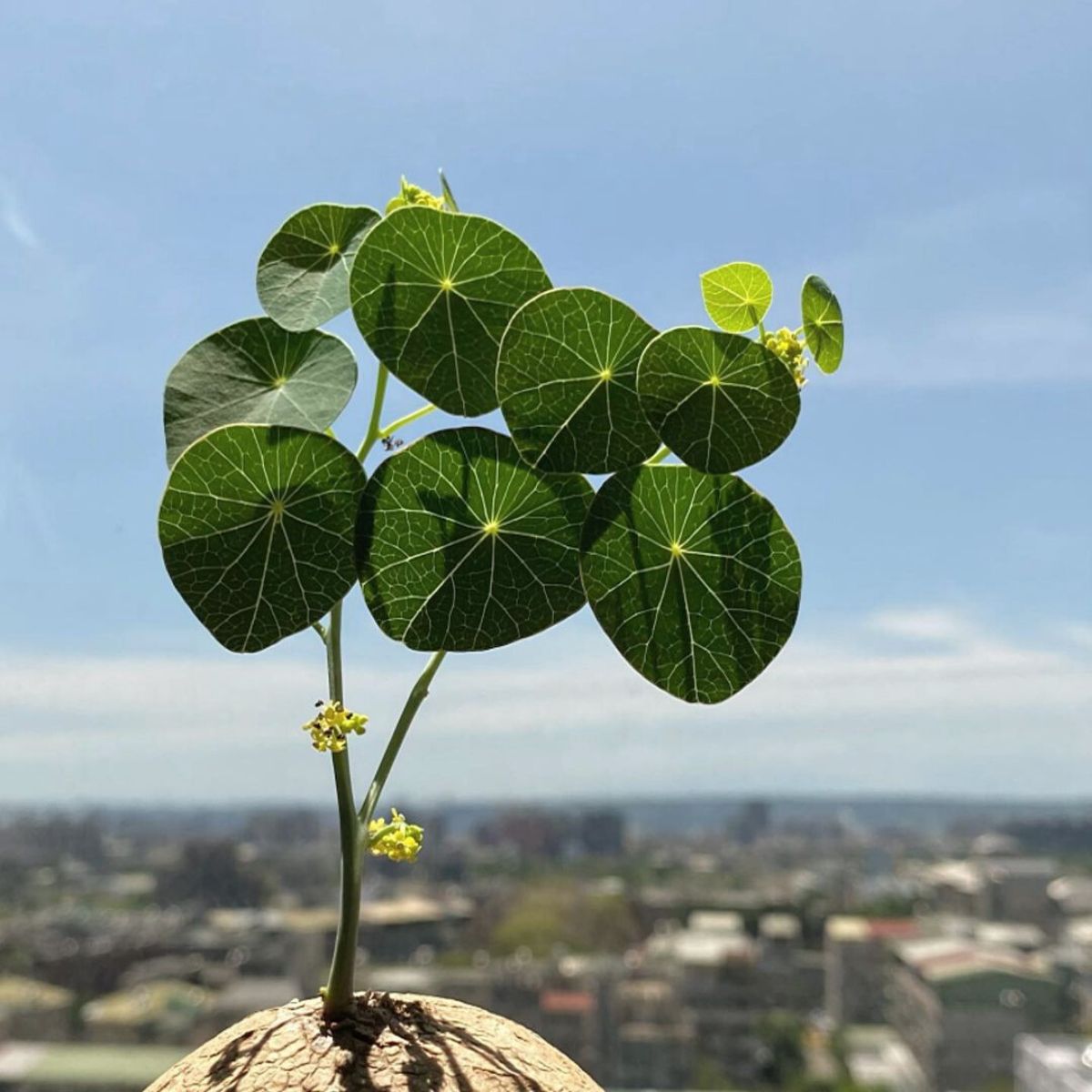 Stephania Erecta Plant