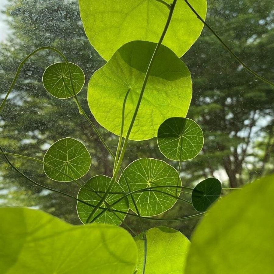 Stephania Erecta Plant