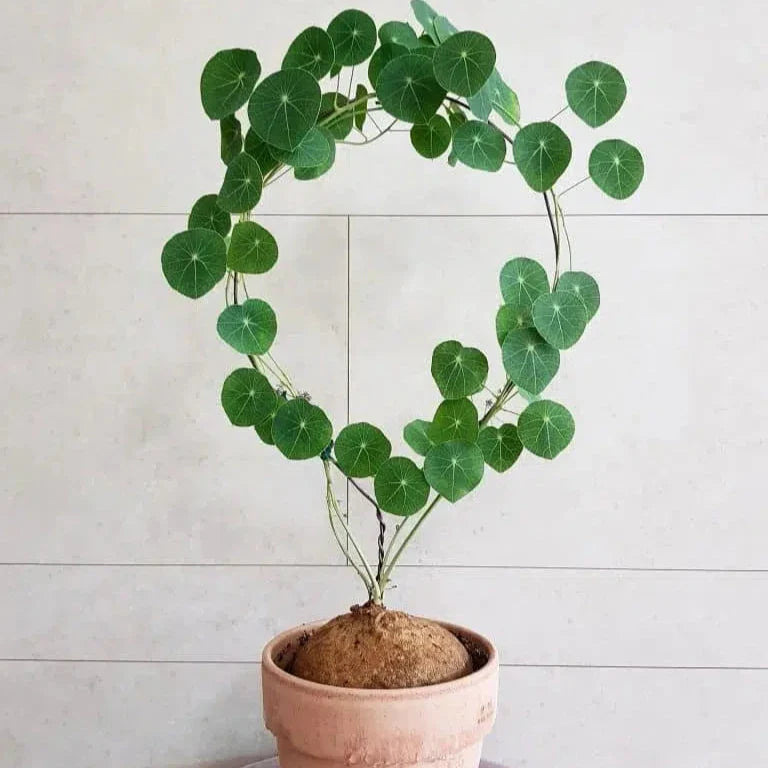 Stephania Erecta Plant